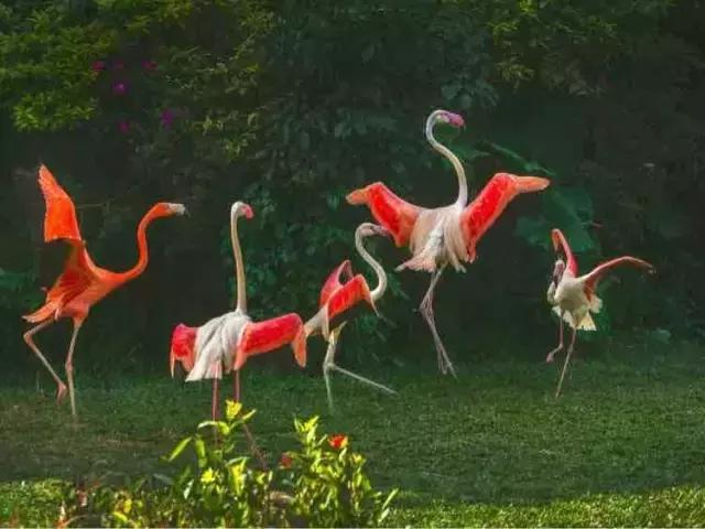 长隆度假村酒店,长隆旅游度假村游玩攻略