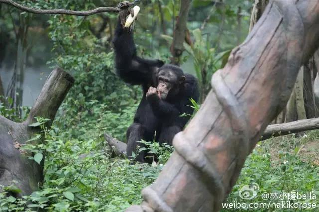 广州长隆亲子游最省钱攻略,广州长隆亲子游最全游玩攻略