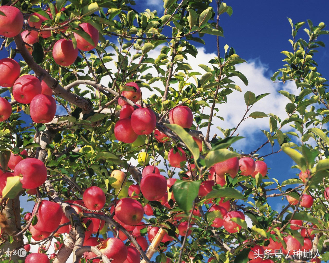 桃树傻瓜式修剪技术,汪景彦傻瓜式修剪详解