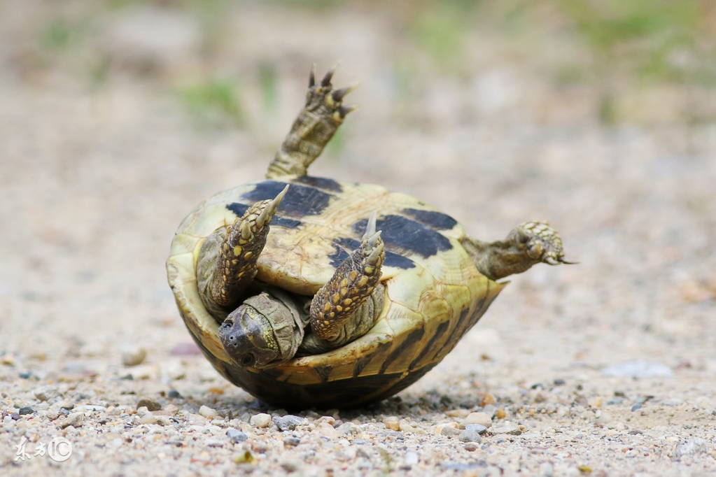 乌龟咬人的视频,乌龟咬人疼不疼