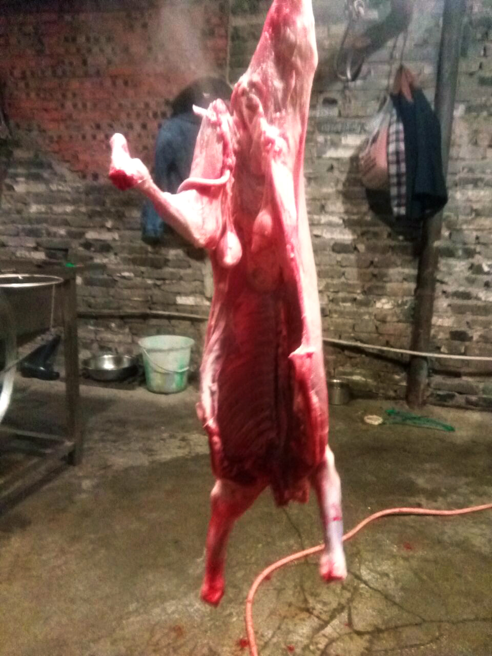 晚上吃烤全羊真实视频,这才是烤全羊的正确打开方式