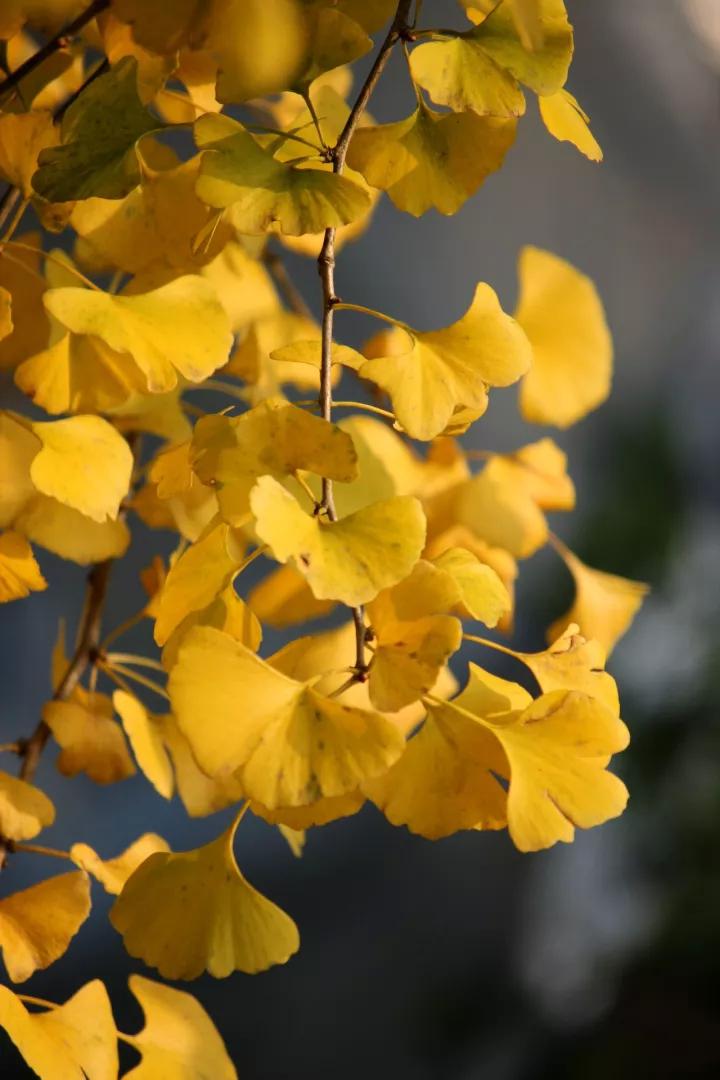 禅意的银杏,银杏的禅意