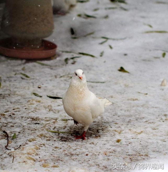 养鸽子没笼子如何去养,新手应该养几只鸽子才容易开家