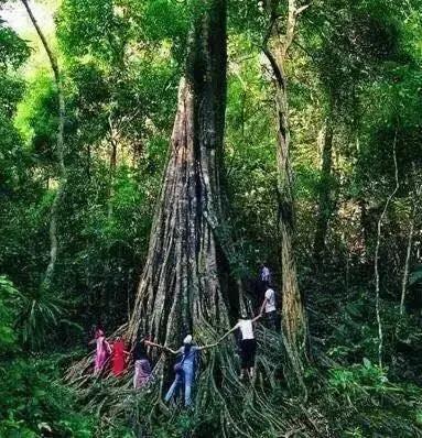 多彩的西双版纳,多彩云南版纳