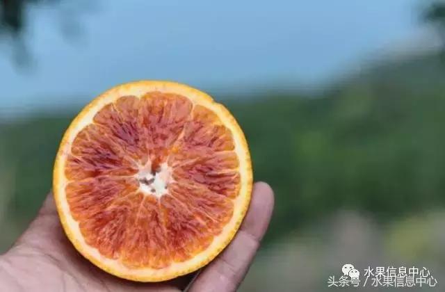 全国橙子品种大全,甜橙子产地直销怎么挑