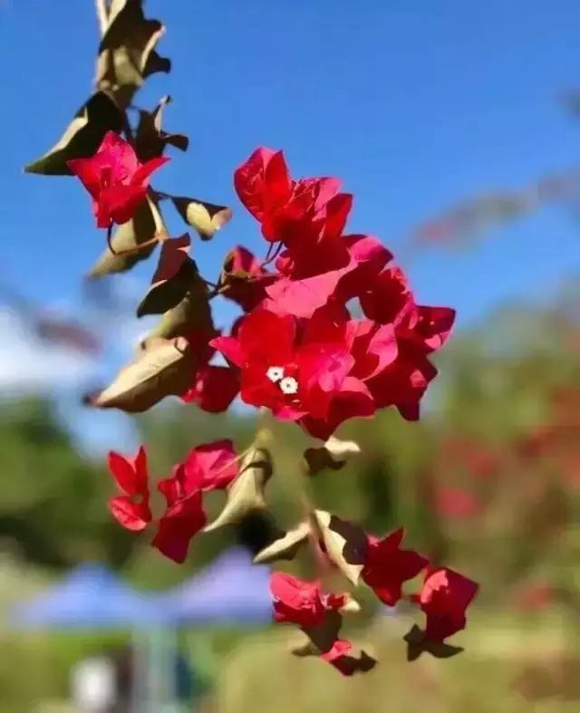 多彩的西双版纳,多彩云南版纳