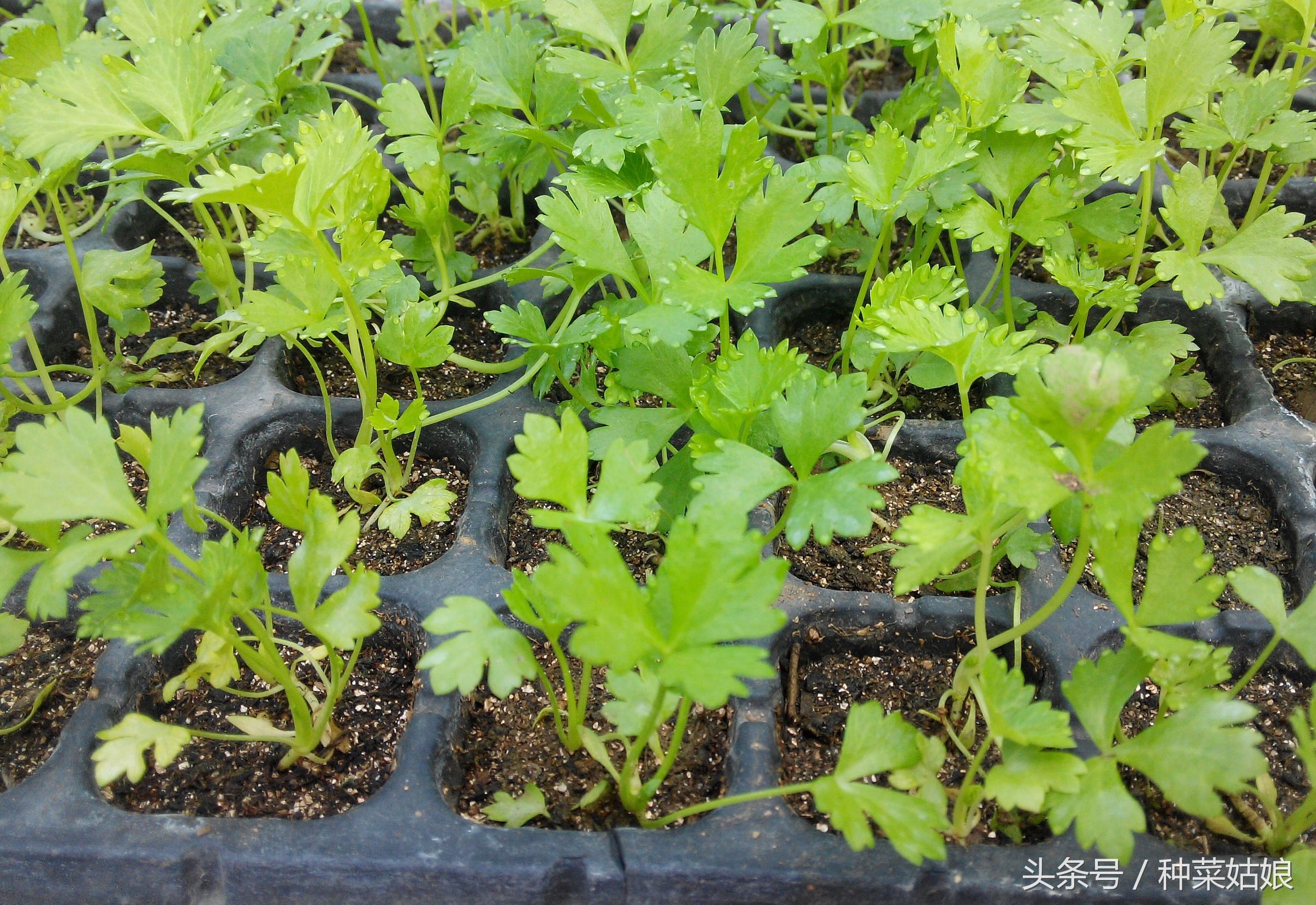 芹菜一星期没出苗还能出苗吗,现在种芹菜怎样快速出苗