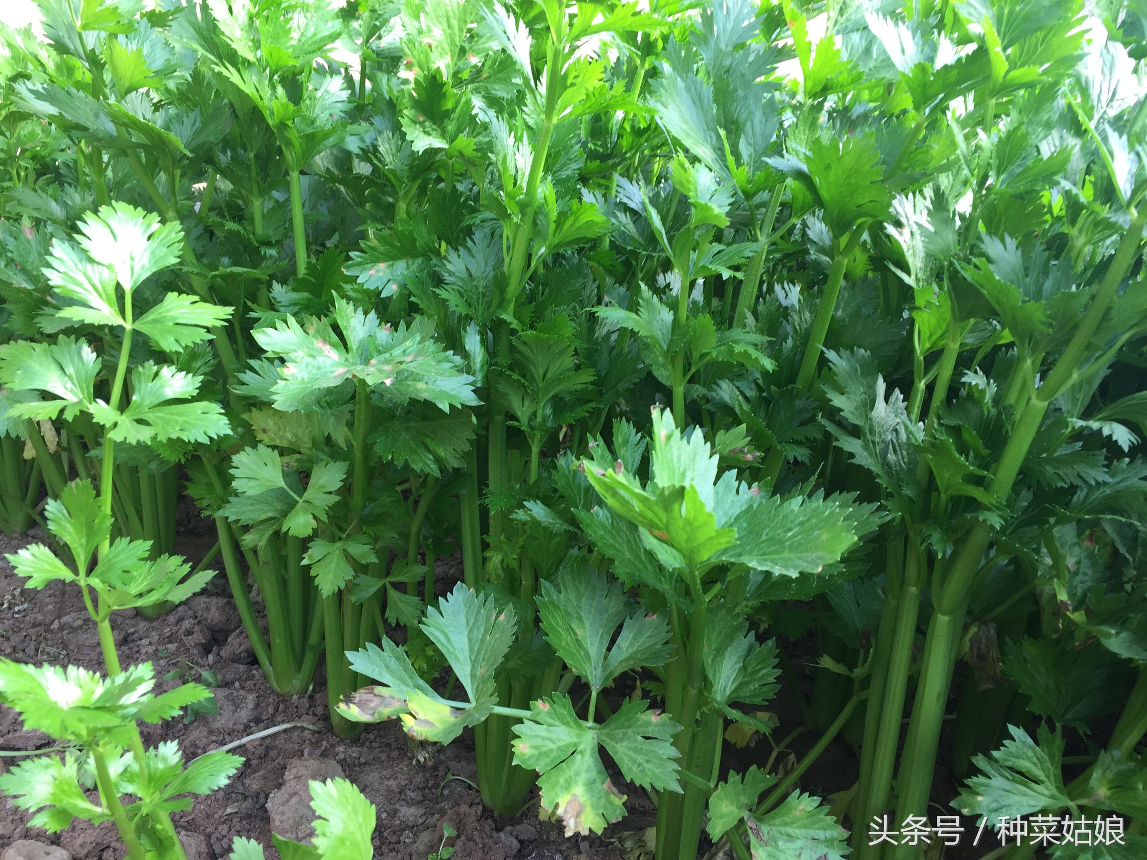 芹菜怎么种深出苗快,种植芹菜出苗后长得慢怎么办