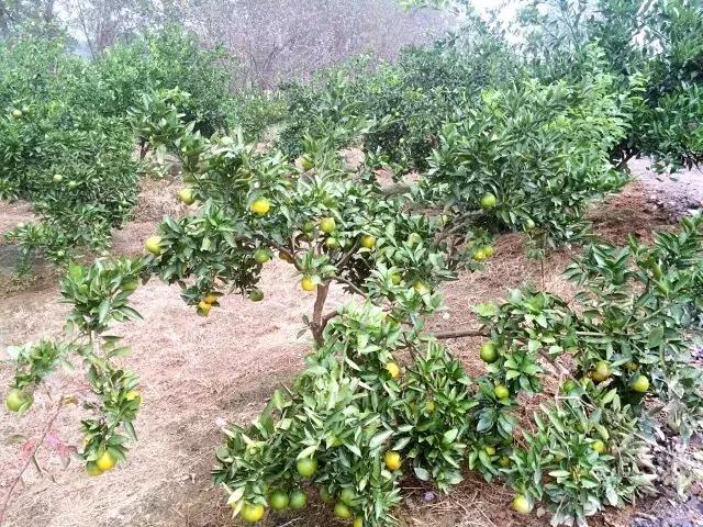 武汉市东西湖区柑橘采摘园,武汉采摘园橘子