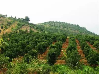 武汉周边果园采摘攻略,武汉5月份可以采摘的采摘园