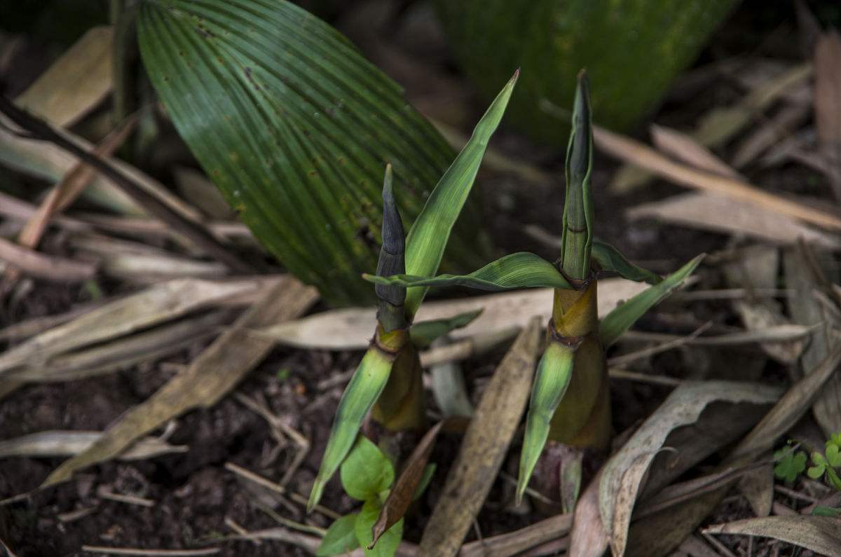 它清香微苦回甜滑口它对人体能起到特殊营养的作用