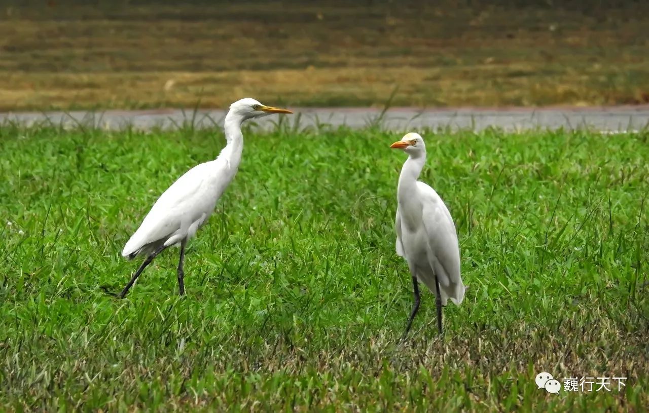 这所大学很特别,来的人都会找到逝去的校园爱情故事