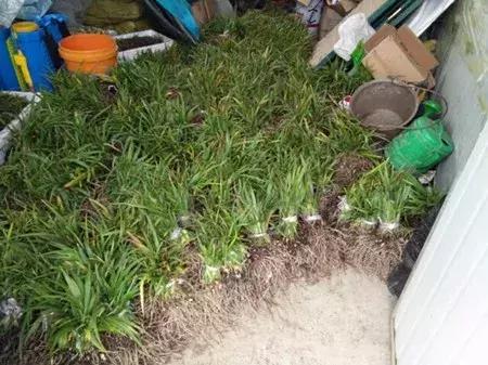 最新农产品供求信息,大农圈最新文章