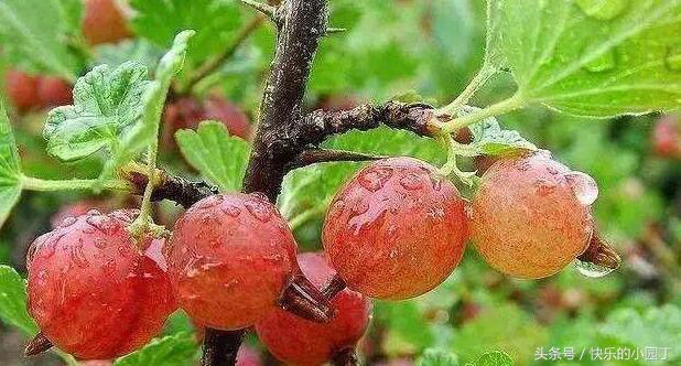 含有维生素的果子,每一种水果都有它的维生素