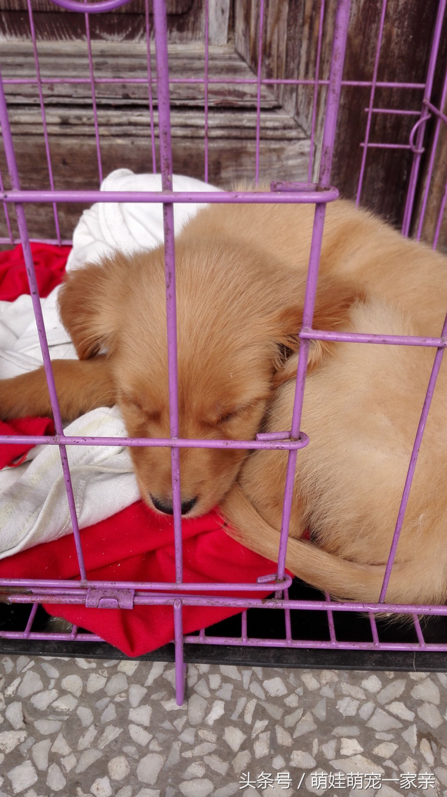 狗狗换牙是从门牙开始的吗,五个月狗狗门牙掉了是在换牙吗