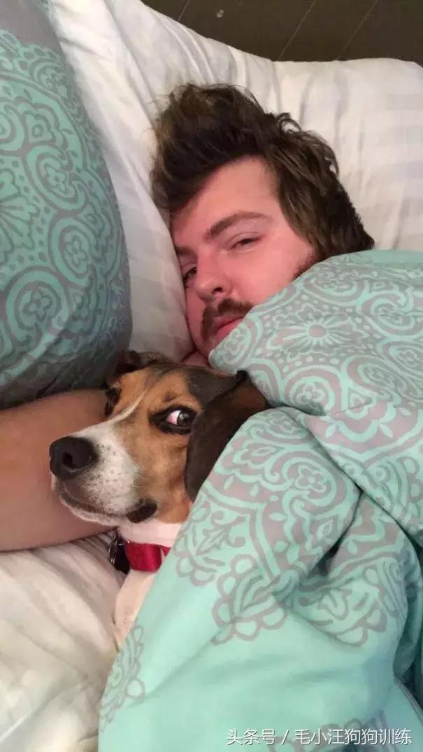 养了这么久的狗竟然又初恋了,养了多年的狗突然接近我