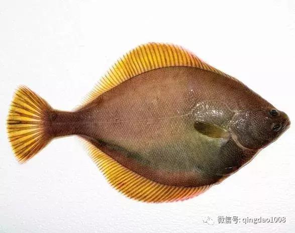 阿拉斯加海鲜排名,阿拉斯加推荐品种