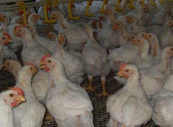 大肉鸡多少钱一斤,鸡肉价格白羽鸡