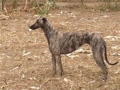 八个月大的格力犬值多少钱,想买格力犬去哪里买