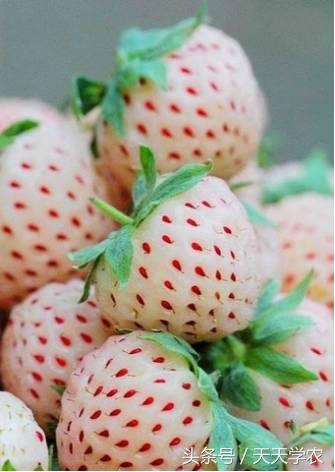 世界出名的十种稀奇水果,世界十大奇异生物你见过几种