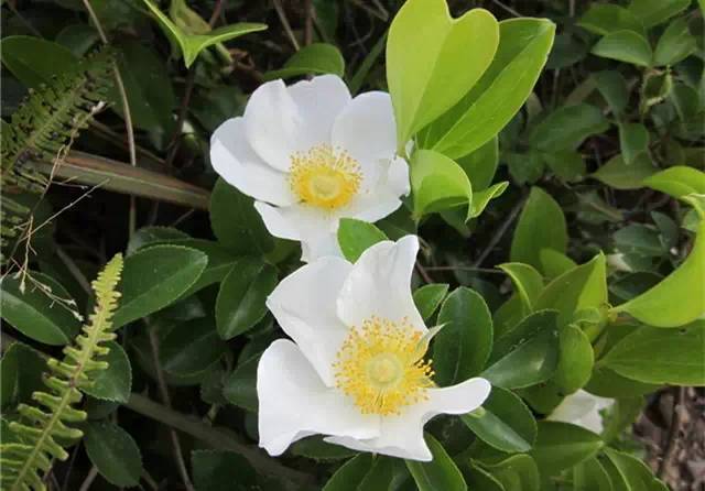 农村常见的100种植物,100种常见草本植物