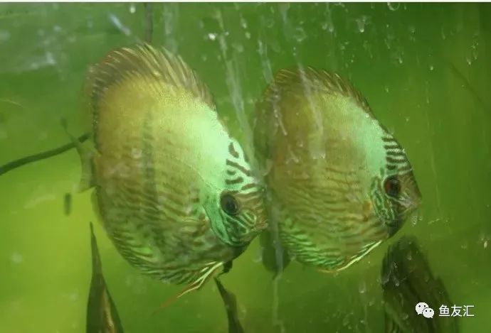 野彩和家彩的饲养区别,野彩到底好不好养