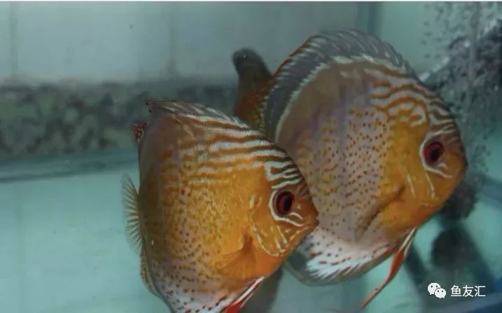 野菜分类,野彩和家彩的饲养区别