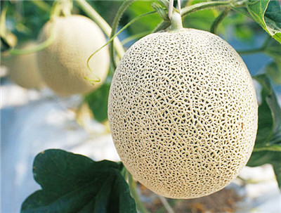 山东海阳农村人靠什么挣钱,海阳可以在家做的手工活赚钱