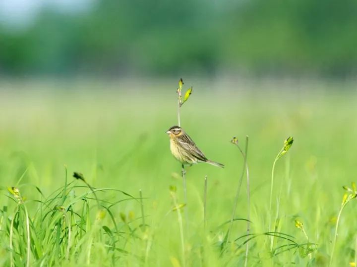被吃灭绝的禾花雀,禾花雀有多危险