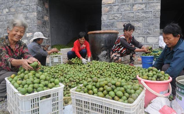 核桃种植不容易，农户大哥来教你，如何高产挣大钱