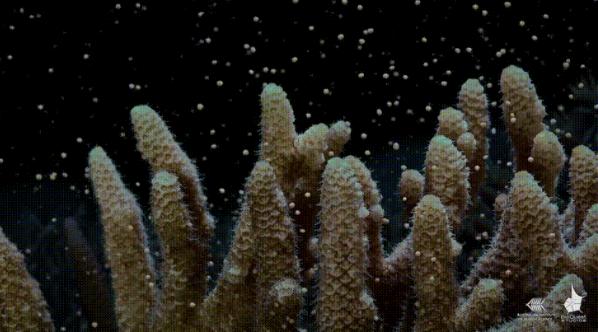 珊瑚产卵,海缸珊瑚产卵大爆发