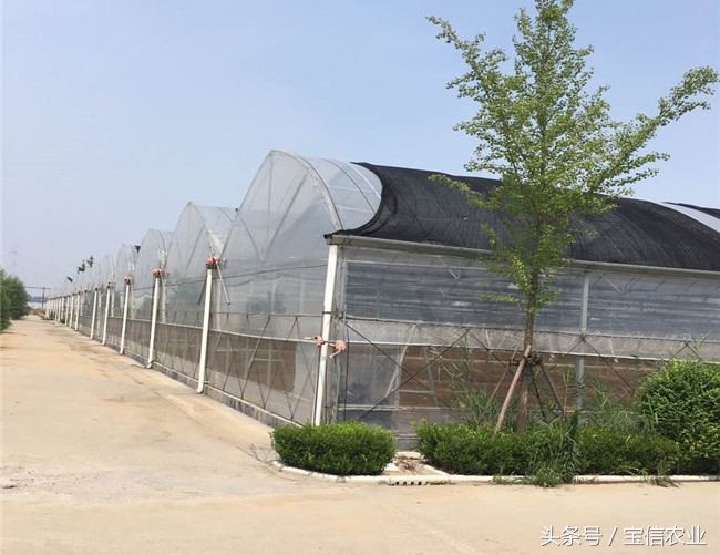 大型薄膜温室大棚设计,高端薄膜温室大棚