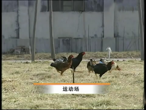 斗鸡苗养殖方法,斗鸡的养殖视频大全