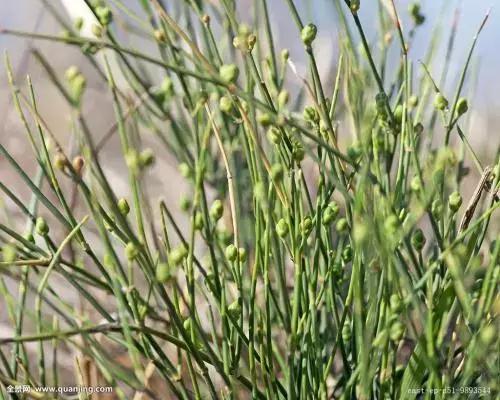 看剧学中医？麝香致不孕、艾叶安胎、阿胶补血都是古装剧瞎编的