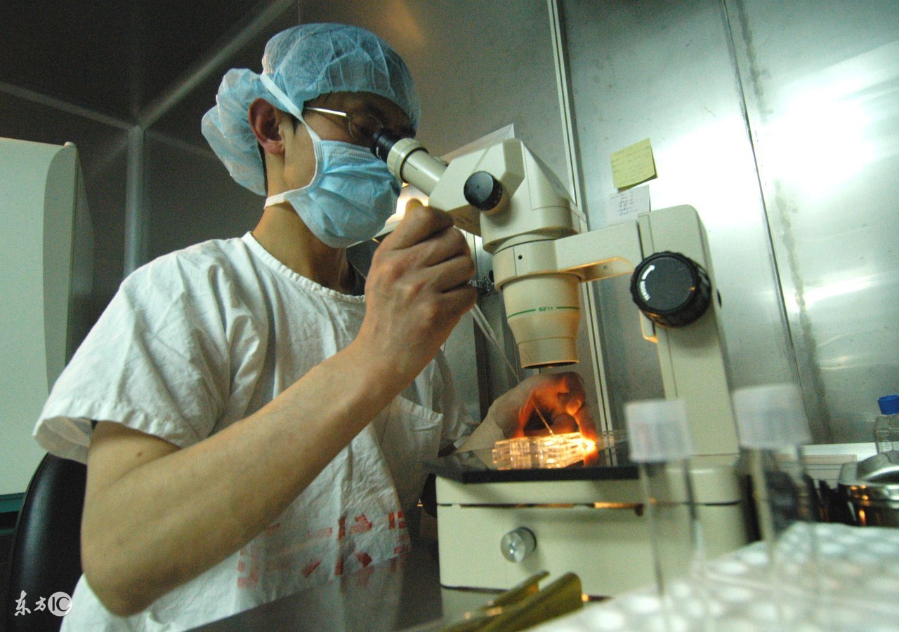 蜜蜂人工授精最新技术,蜂头领正确采蜜方法