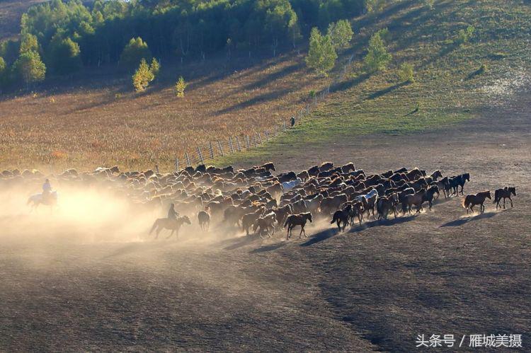 坝上草原奔马图片,坝上奔马摄影