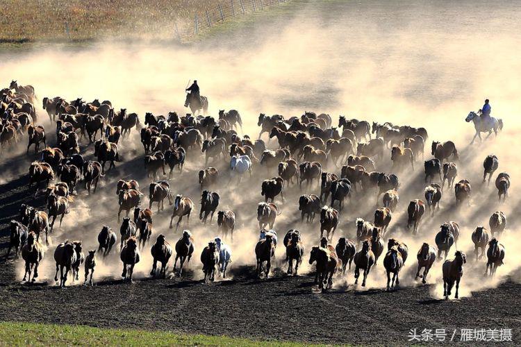 坝上草原奔马图片,坝上奔马摄影