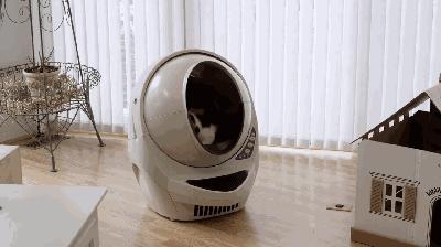 养猫如何不铲屎,什么猫不用铲屎呢