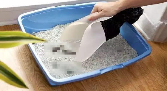 养猫如何不铲屎,什么猫不用铲屎呢