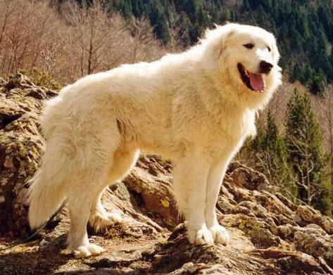 如何挑选大白熊犬,纯种大白熊怎么辨别