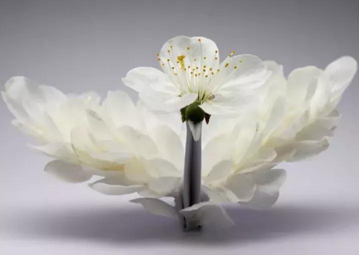 他用3个月时间，折叠了1000只千纸鹤，送给了他最亲爱的姑娘