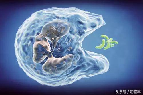 孩子血常规检查白细胞高就是细菌感染吗？