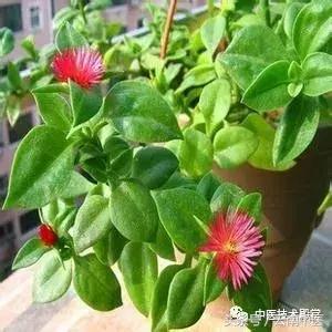 风湿最好的十种中草药,味道最香的十种中草药