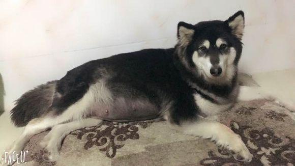 阿拉斯加怀孕了没有奶水怎么办呢,怎么知道阿拉斯加怀孕了