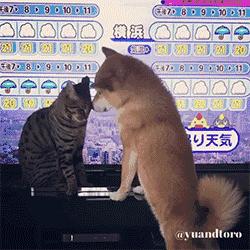 铲屎官出门后猫狗的反应,铲屎官怎么对待猫