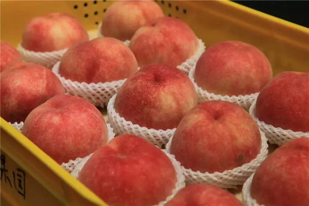 桃树的种植方法和管理,想种植果树去哪里咨询