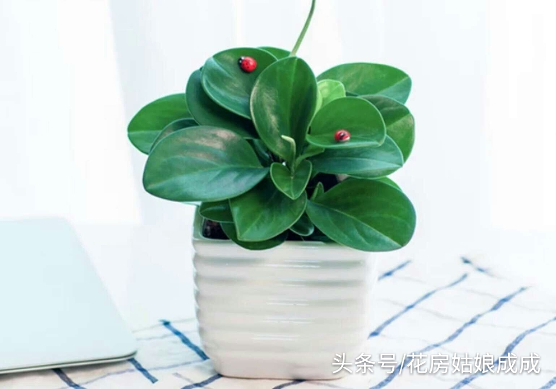 如何让豆瓣绿快速生根,碧玉豆瓣绿的养殖方法和注意事项