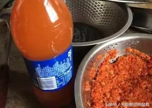 花盆长虫用什么来杀虫,花盆里常见十种虫子