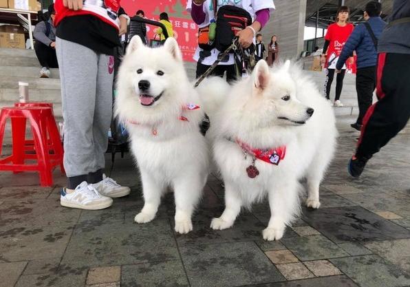 雪橇犬哈士奇比赛,雪橇竞速哈士奇