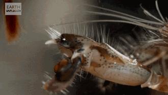 这种泡泡威力大小虾子用它来当*器武**人类用来超声清洁